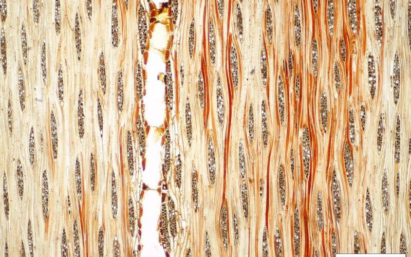 Tangentialschnitt durch Kosemetikpinsel, gefunden bei Douglas (2014) | Bildquelle: ROBIN WOOD Tangentialschnitt durch Kosemetikpinsel, gefunden bei Douglas (2014)