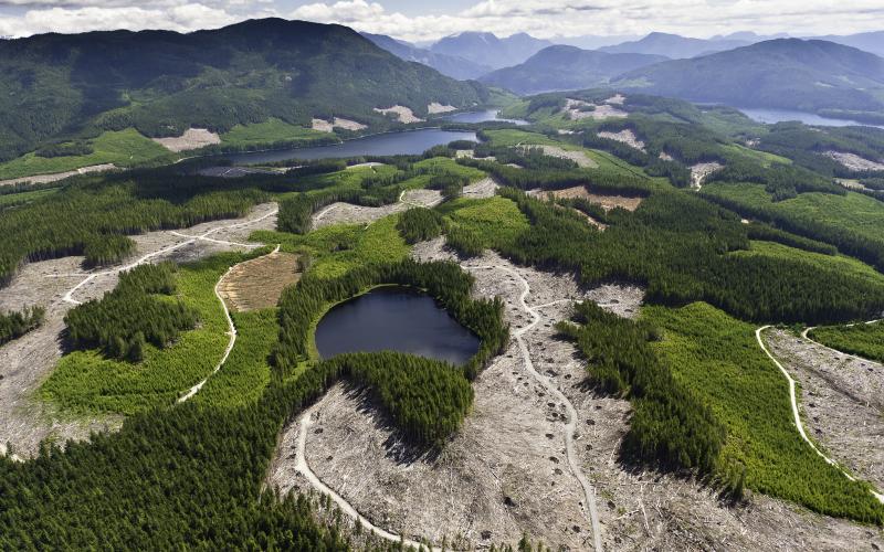 Great Bear Rainforest Timber