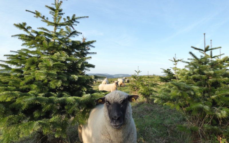 Foto Nadelbäume und Schafe