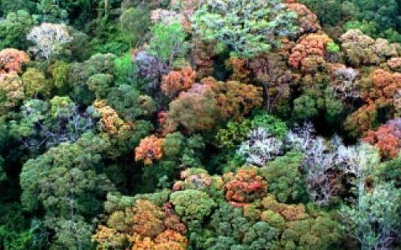 tropischer Wald