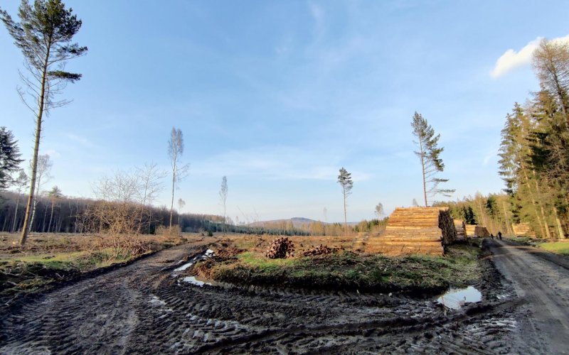 Kahlschlagfläche im Wald und Holzpolter