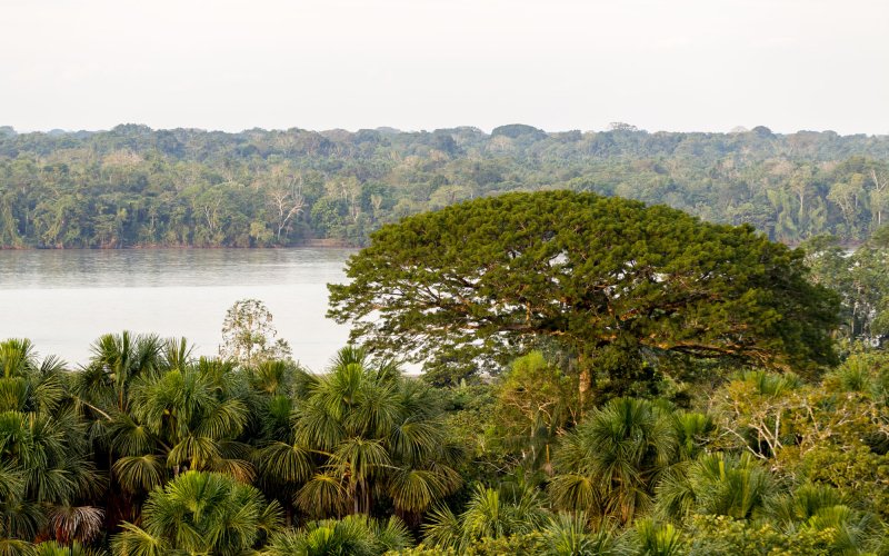 Yasuní-Nationalpark (YASunidos)