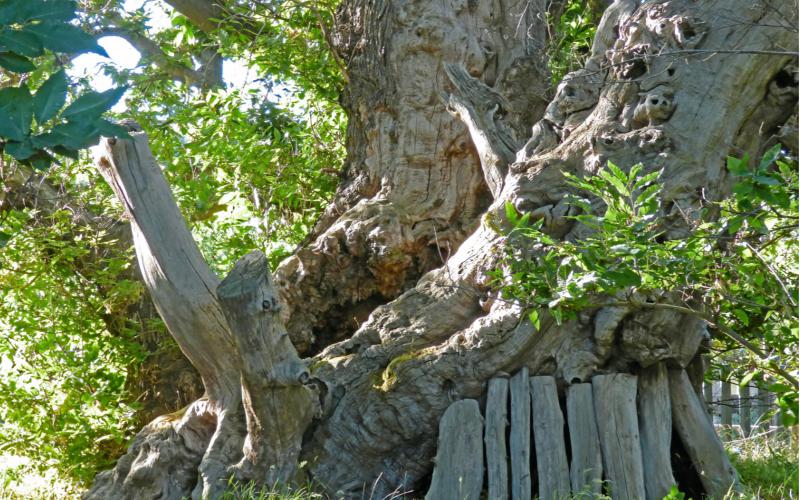 Foto: Mandy Glässer