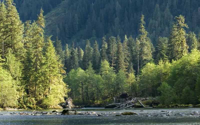 Great Bear Rainforest Wald