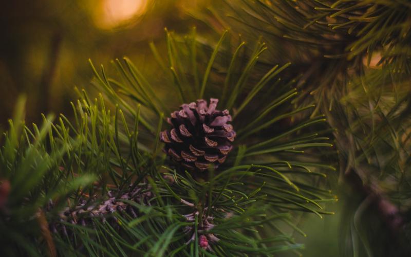 Tanne Weihnachtsbaum Ökologisch