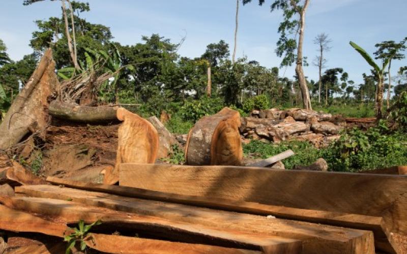 gerodete Fläche | Bildquelle ROBIN WOOD Tropenwald: gerodete Fläche