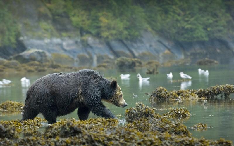 Great Bear Rainforest Grizzlies