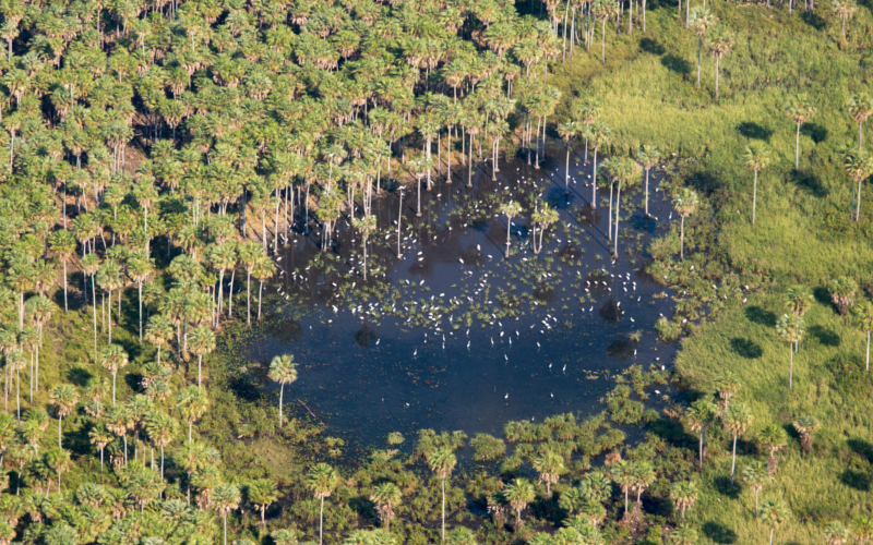 Jim Wickens/Ecostorm via Mighty Earth