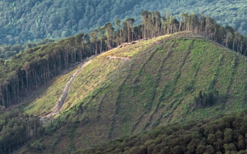 Matthias Schickhofer
