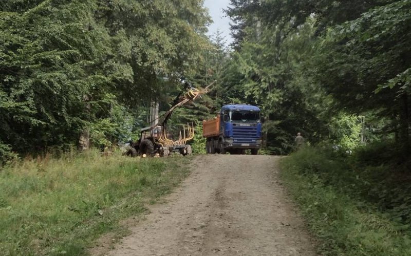 Baumstäme werden aus einem Waldstück abtransportiert