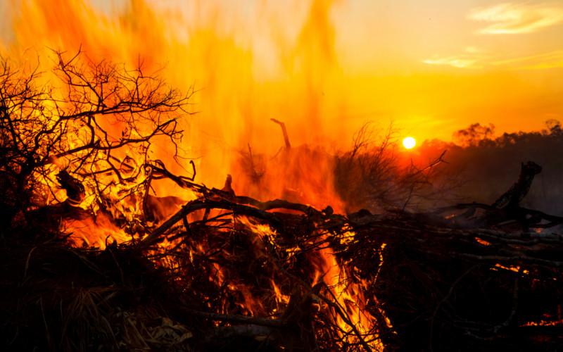 Jim Wickens/Ecostorm via Mighty Earth