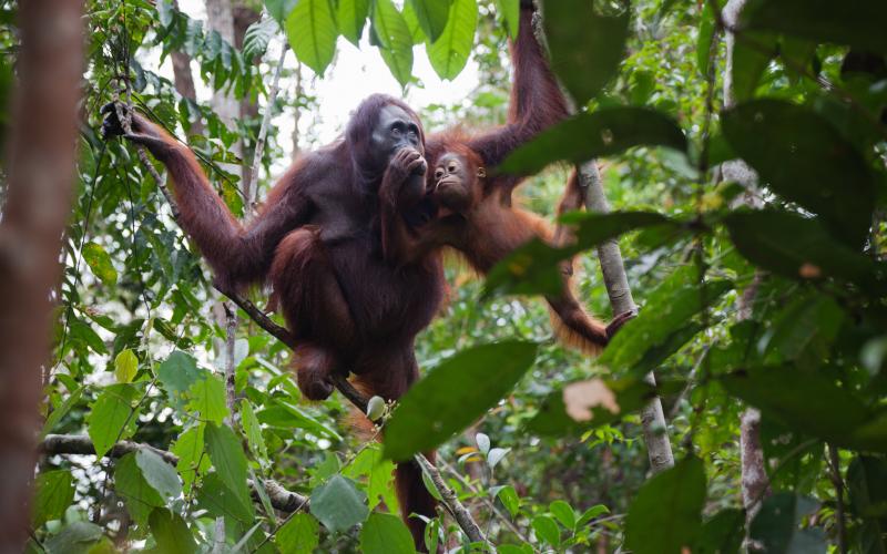 Orang Utan in Indonesien