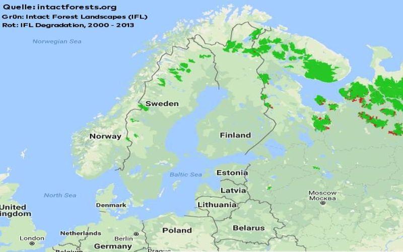 In Schweden finden sich noch riesige alte Wälder.